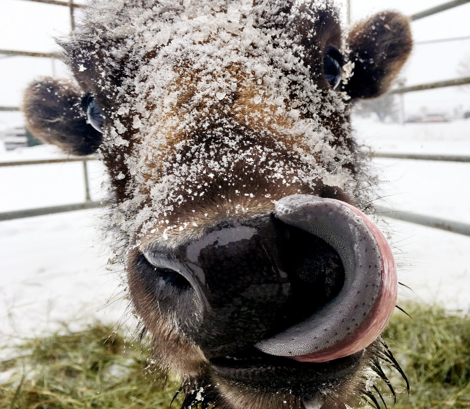 A baby bison named Bert